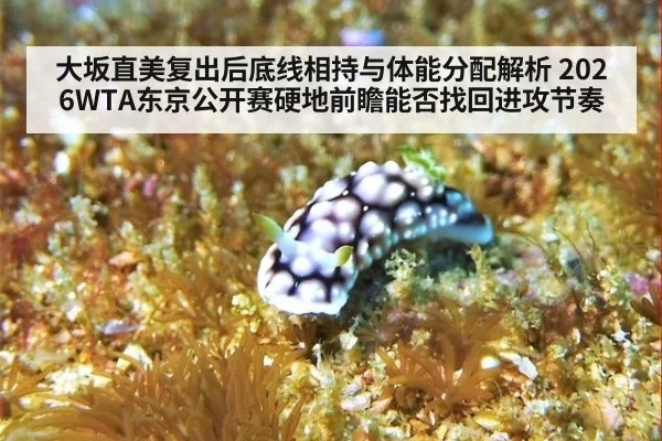 大坂直美复出后底线相持与体能分配解析 2026WTA东京公开赛硬地前瞻能否找回进攻节奏